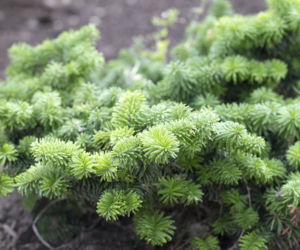 Jodła balsamiczna 'Nana'