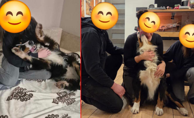 Niesamowita historia berneńczyka z Bydgoszczy! Bella wreszcie wróciła do domu