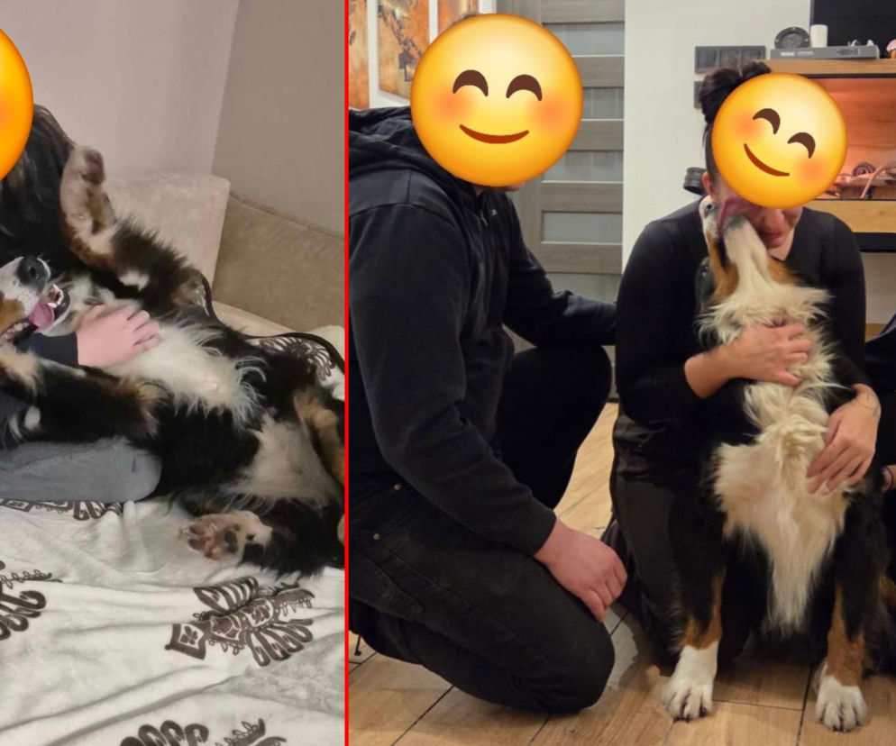 Niesamowita historia berneńczyka z Bydgoszczy! Bella wreszcie wróciła do domu