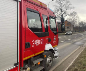 Agresywny pies zagryzł sarnę. Mieszkańcy Jeleniej Góry boją się o siebie i swoje zwierzęta