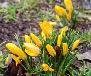 Pierwsze krokusy w Szczecinie