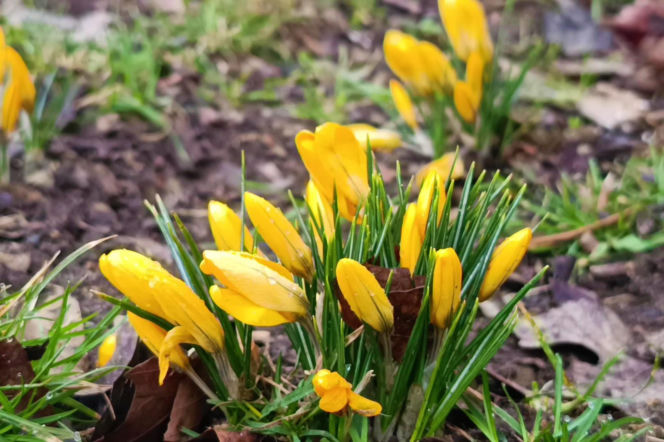Pierwsze krokusy w Szczecinie