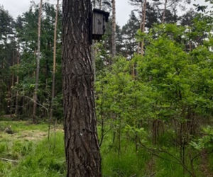 Drzewo miało iść pod topór. Uratował je ptak mniejszy od wróbla