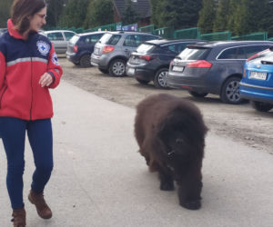 psy ratownicy WPR Żywiec