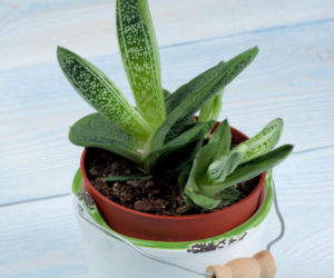 Gasteria