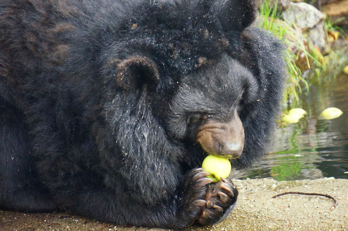 Zoo Wrocław: Niedźwiedź himalajski