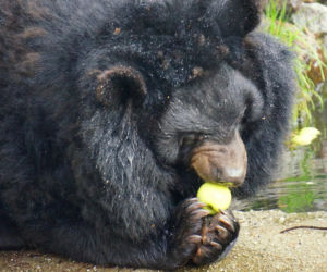 Zoo Wrocław: Niedźwiedź himalajski