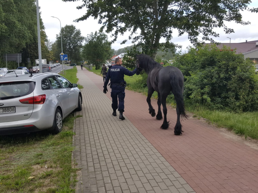 Zrobił to jeszcze raz! Niesforny konik ze Szczecinka znów uciekł z zagrody