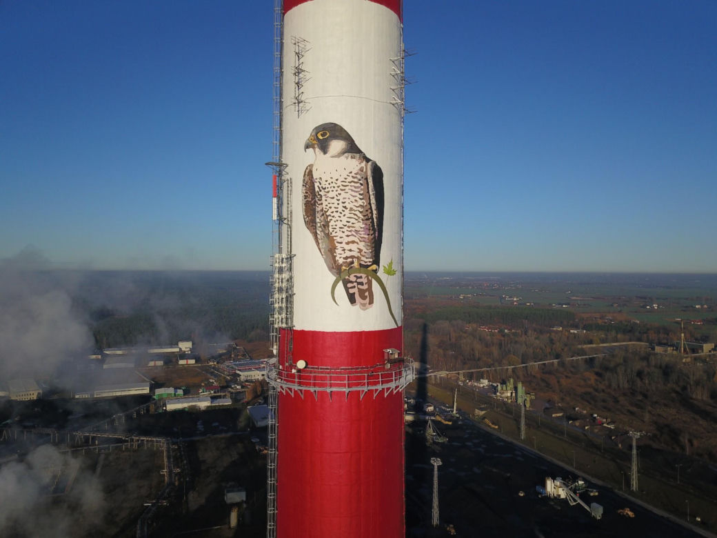 Toruńskie sokoły zostaną zaobrączkowane