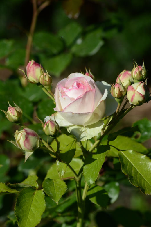 rosliny