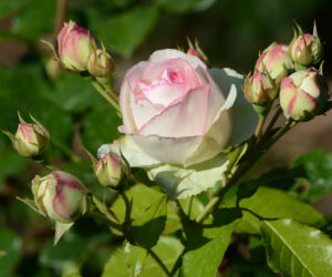 rosliny