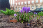 Pierwsze krokusy w Szczecinie