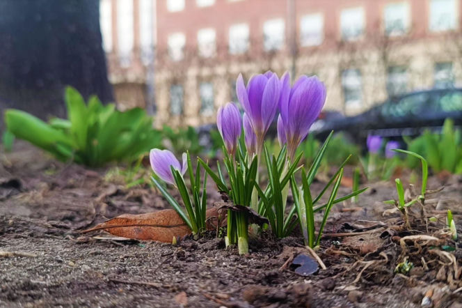 Pierwsze krokusy w Szczecinie