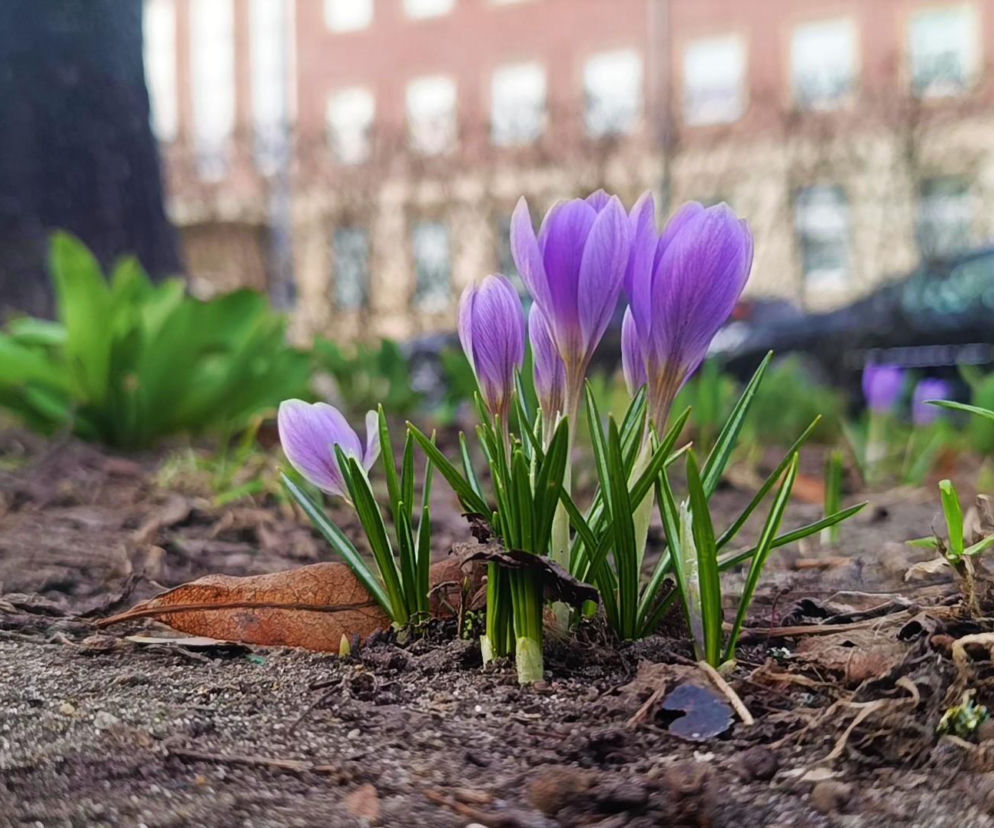 Pogodowy przełom w Świętokrzyskiem. Taka będzie Wielkanoc