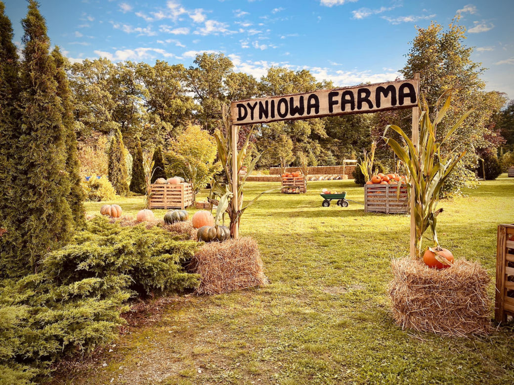  Dyniowa Farma Wrocław