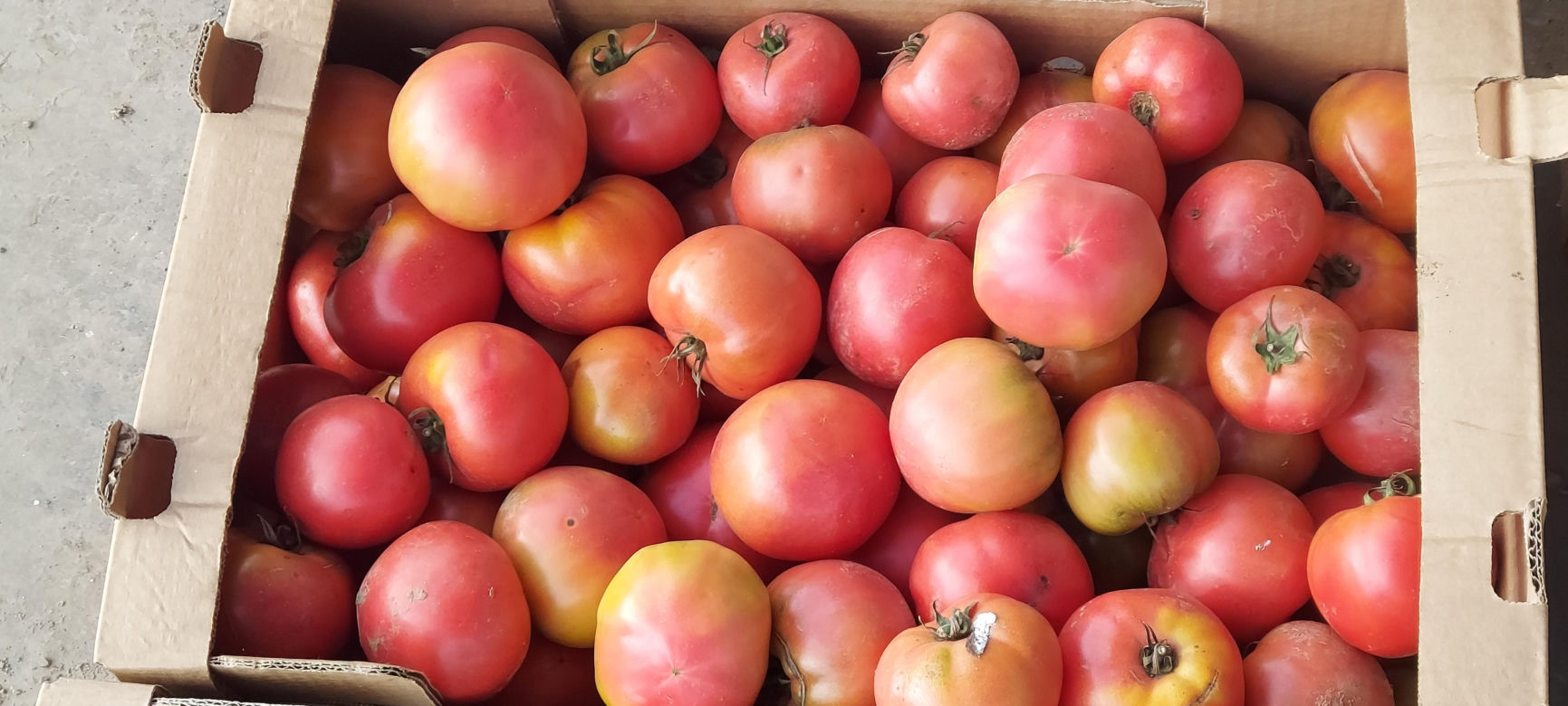 Samozbiory pomidorów na plantacji w Niewirkowie cieszą się powodzeniem