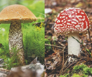 Poradnik grzybiarza