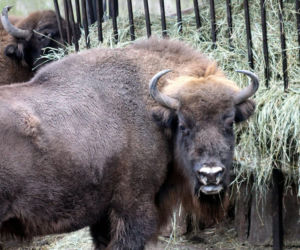 Podaruj orzechy i żołędzie mieszkańcom Warszawskiego ZOO. Jesienna akcja trwa