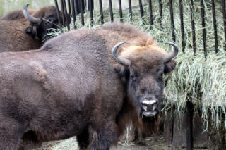 Podaruj orzechy i żołędzie mieszkańcom Warszawskiego ZOO. Jesienna akcja trwa