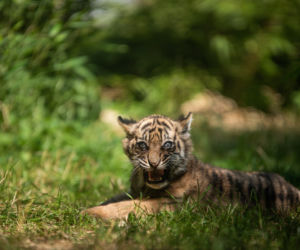 Mała tygrysica z wrocławskiego zoo otrzymała słoneczne imię
