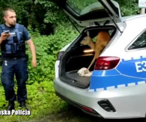 Nowa Sól. Zabłądziła w centrum miasta i wydawała przeraźliwe odgłosy. Pomogli jej policjanci [WIDEO, ZDJĘCIA]