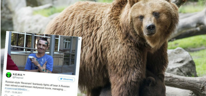 Grzybiarz znokautował niedźwiedzia, jak w filmie Zjawa z Leo DiCaprio [FOTO] 