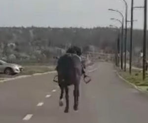 Zagalopował się na ulicach Świdnika. Policja prowadziła pościg za... osiodłanym koniem [ZDJĘCIA]