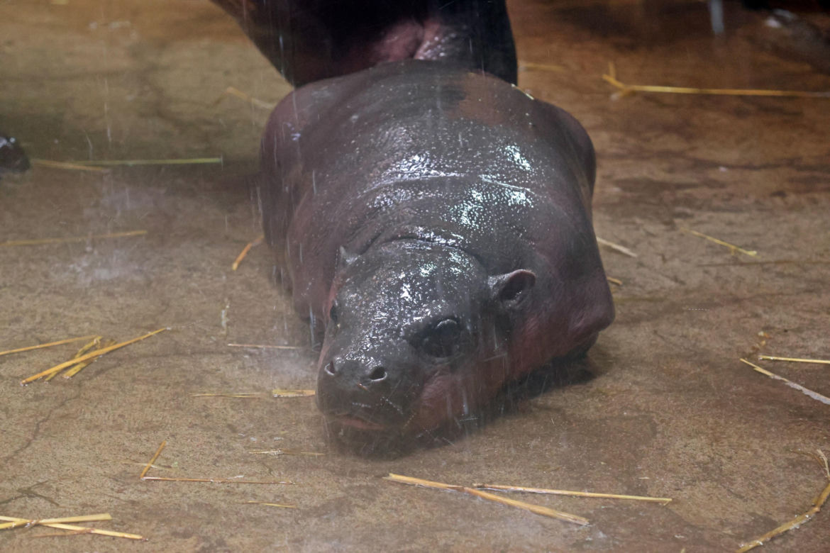 Wyjątkowe narodziny w gdańskim zoo! Na świat przyszła mała hipopotamka karłowata