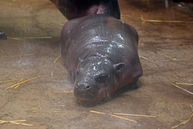 Wyjątkowe narodziny w gdańskim zoo! Na świat przyszła mała hipopotamka karłowata