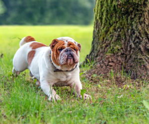  Buldog angielski 