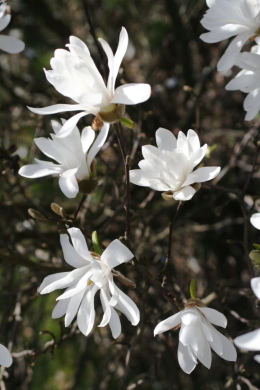 Magnolia gwiaździsta