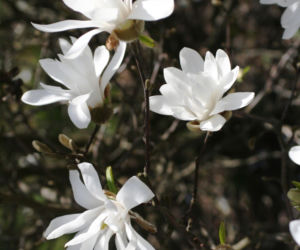 Magnolia gwiaździsta