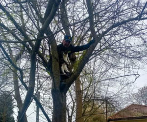 Kot utknął na drzewie i głośno miauczał. Interweniowała straż miejska