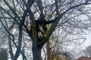 Kot utknął na drzewie i głośno miauczał. Interweniowała straż miejska