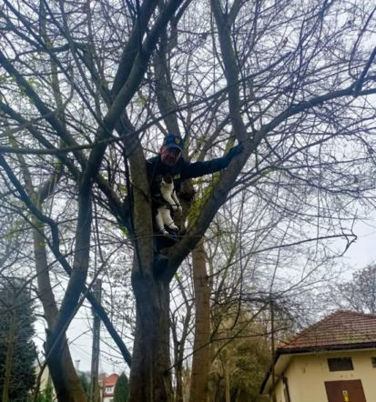 Kot utknął na drzewie i głośno miauczał. Interweniowała straż miejska