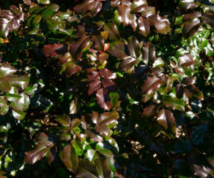 Mahonia pospolita
