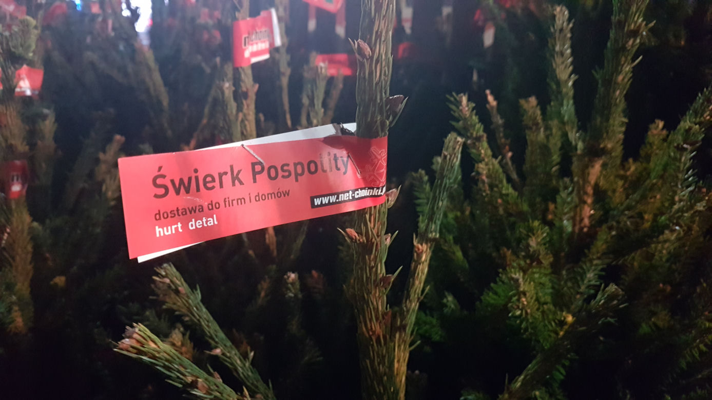 Gdzie kupić choinkę w Toruniu?