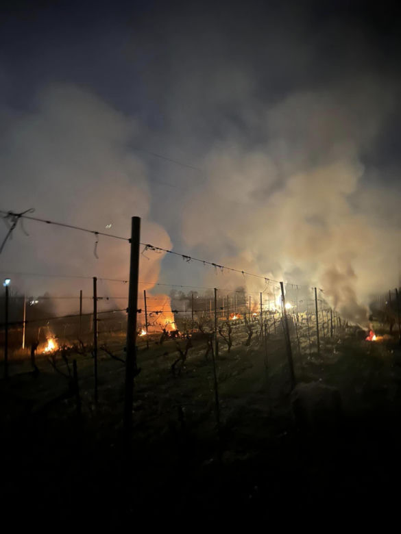 Ogromne straty rolników i sadowników. Kwietniowe mrozy zniszczyły całe plantacje. „To był kataklizm”