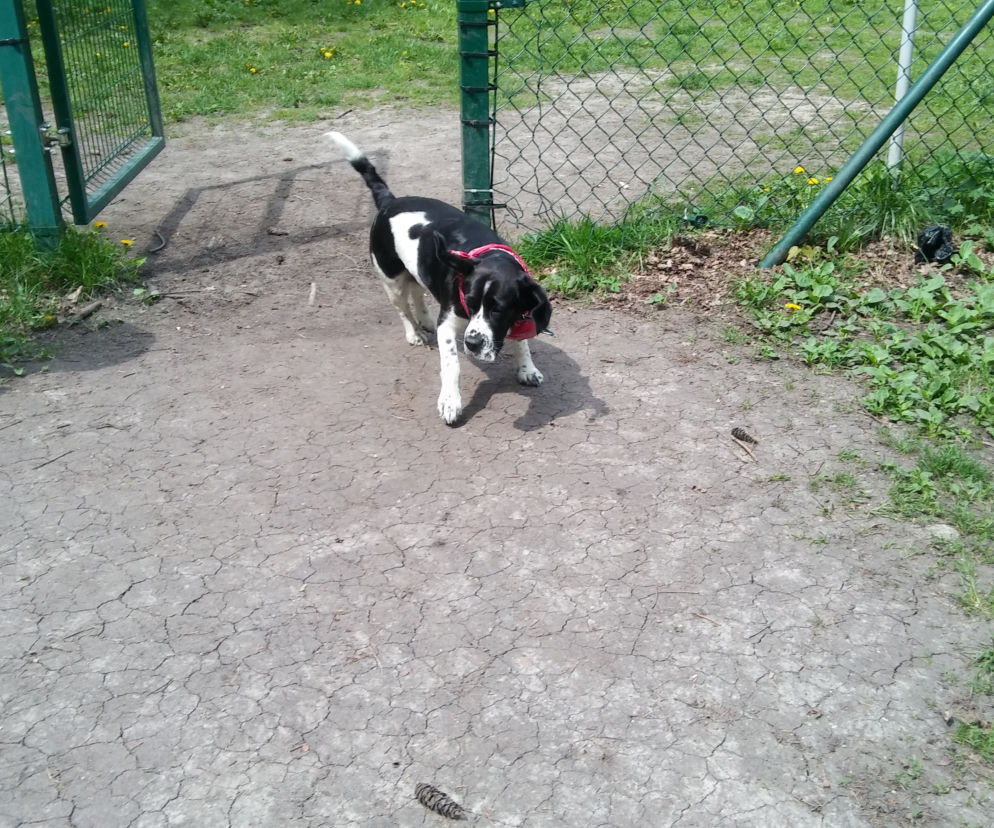 Wybieg dla psów w Parku Tołpy