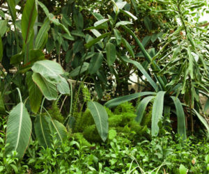 Rośliny w ogrodzie zimowym