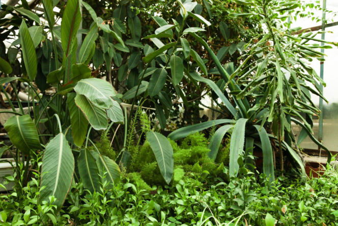 Rośliny w ogrodzie zimowym