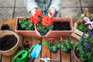 Kiedy sadzić pelargonie na balkonie? Sprawdź idealny termin!