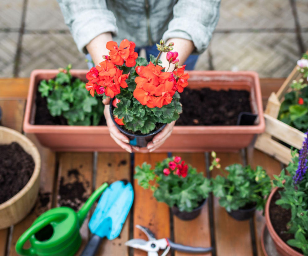 Kiedy sadzić pelargonie na balkonie? Sprawdź idealny termin!