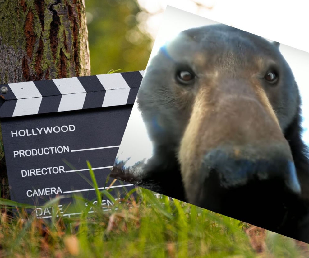 Niedźwiedź filmowcem