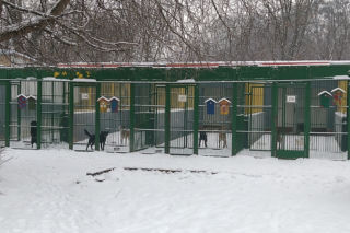 Domy tymczasowe dla czworonogów z toruńskiego schroniska potrzebne od zaraz [AUDIO]