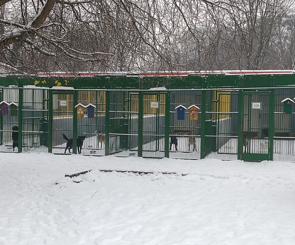 Domy tymczasowe dla czworonogów z toruńskiego schroniska potrzebne od zaraz [AUDIO]