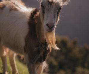 Madera - ostatni punkt naszego rejsu EOZ 2026