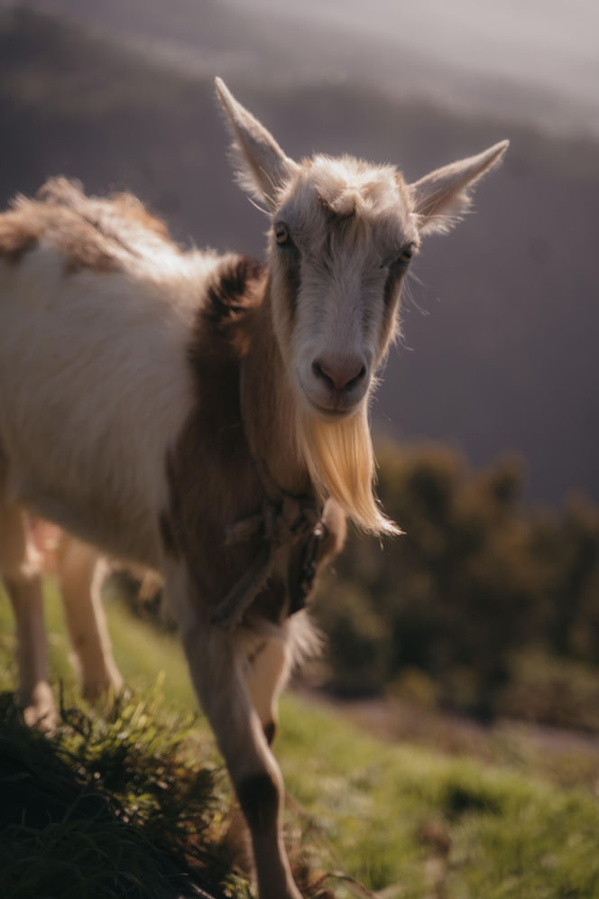 Madera - ostatni punkt naszego rejsu EOZ 2026