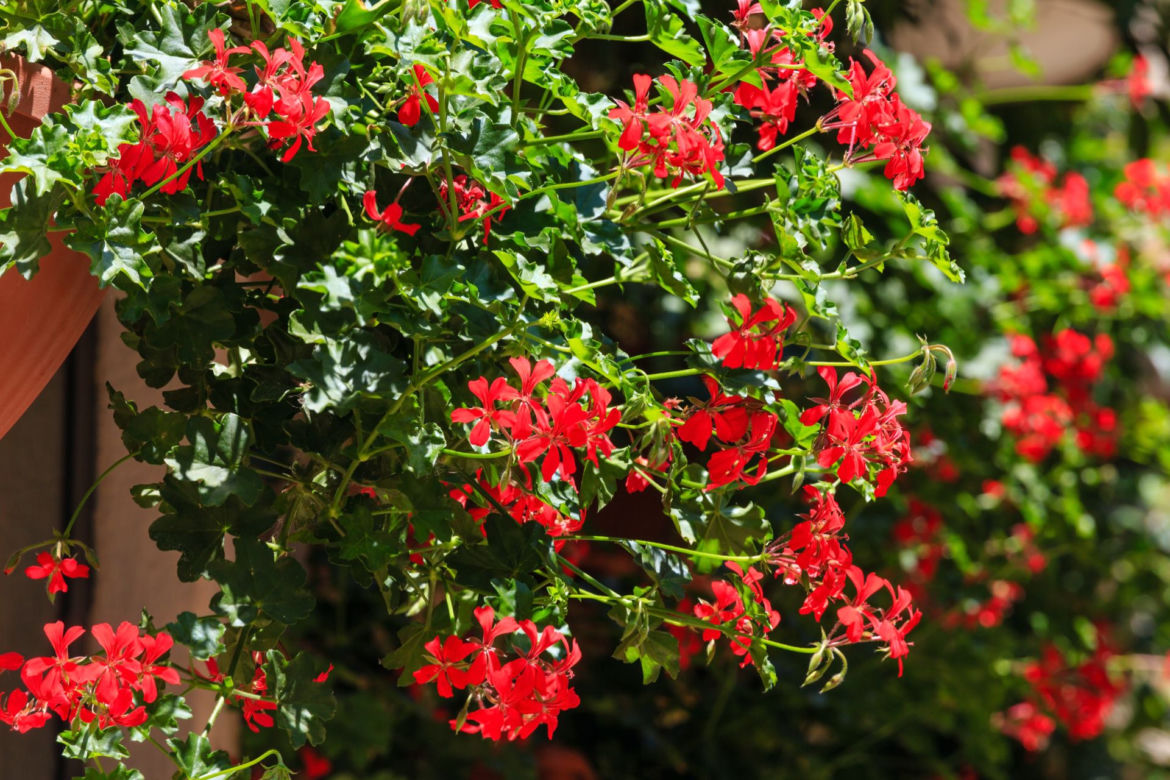 Pelargonia kaskadowa 