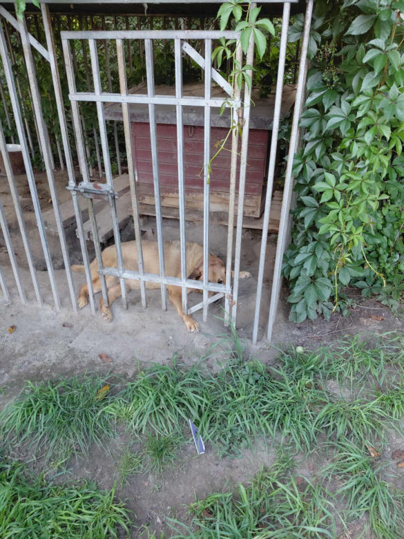 Dramatyczna interwencja Pet Patrol Rybnik. Pies konał w samotności